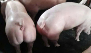 Giá heo hơi hôm nay 24/12: Cả nước tăng mạnh, miền Bắc nâng lên đỉnh 71.000 đồng/kg